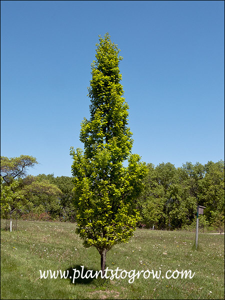Girard English Oak (Quercus robur)
Has a narrow upright growth habit .